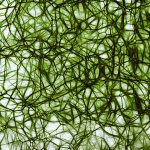 Réseau Lymphatique